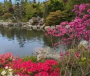 Краснодар + Японский сад: Цветение сакуры миниатюра 5